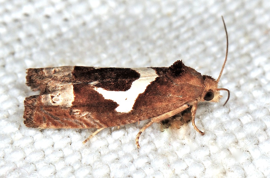 Tortricidae N. 22
